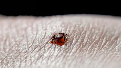 Уже 478 казахстанцев покусали клещи: как защитить себя и избежать укусов