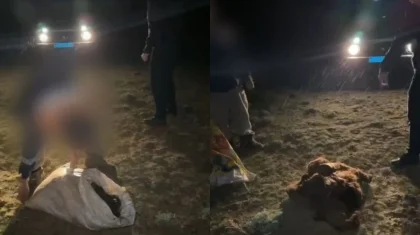 Кызылординский фермер украл лошадь в Актюбинской области и забил ее (ВИДЕО)