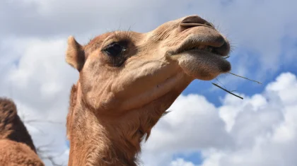 Казахстанец получил 5 лет тюрьмы из-за одного верблюда