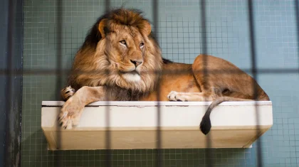 Мужчины бросали камни в вольер со львами в биоцентре в Семее (ВИДЕО)