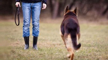 Отстрела бездомных животных не будет: в Казахстане разъяснили обсуждаемый законопроект