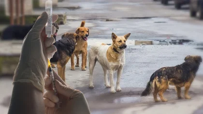 Об эвтаназии и гуманности: почему в Казахстане пересматривают закон об отлове животных