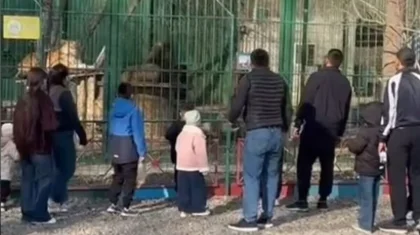 Забросали камнями львов в биоцентре Семея: мужчин доставили в полицию