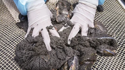 Рыбзавод в Атырау пытался незаконно закупить икру на 147 млн тенге