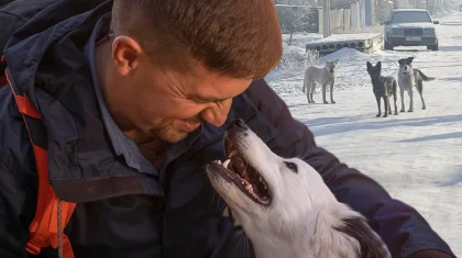 «Без ответственности людей проблему бездомных животных не решить»: зоологи высказались о новом законе