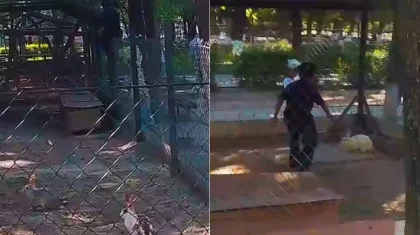 Мальчик гонял кроликов в зоопарке Шымкента: видео возмутило пользователей