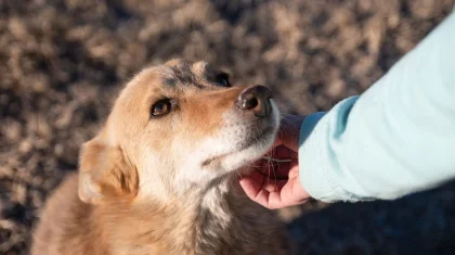 «Хватит манипуляций»: депутат от «AMANAT» высказался о ситуации вокруг закона о животных