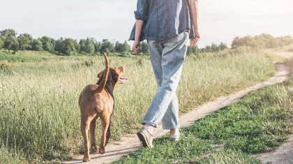 «Вместо диалога – давление»: депутат высказался о скандале вокруг закона о животных