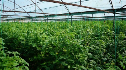 «Ауыл аманаты» открыл новые возможности для сельских предпринимателей: успешный проект в Казыгурте