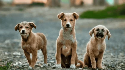 «Сжигать и расстреливать не будут»: депутат ответил на страхи вокруг закона о животных