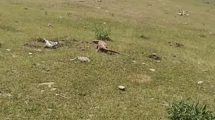 В Туркестанской области заметили загадочное существо, похожее на варана (ВИДЕО)