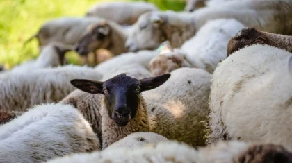 Обещала бизнес на скоте и обманула на 100 млн тенге: суд вынес приговор в области Жетысу