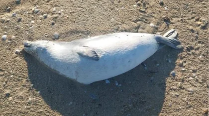 191 мертвого тюленя нашли на побережье Каспийского моря в Казахстане