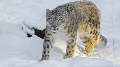 Снежного барса сняли на видео в «Алтын-Емеле»