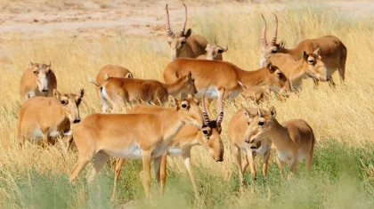 Более 800 погибших сайгаков обнаружили в степи в Атырауской области
