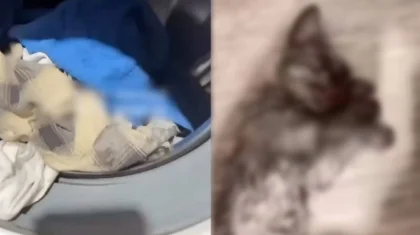 Гибель котенка в стиральной машине: хозяйку питомца привлекли к ответственности в Семее