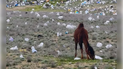 «Это ИИ?»: видео засоренной пластиком и мусором степи шокировало казахстанцев