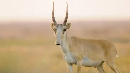 Казахстан восстановил популяцию сайгаков и удвоил число снежных барсов – Токаев