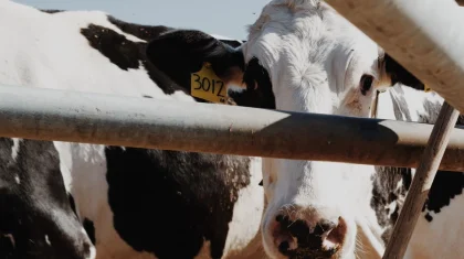 Ливни за два дня погубили 553 головы скота в Мангистау