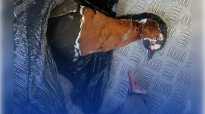 Жителя Костаная задержали с тушами редких птиц в багажнике