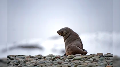 37 погибших тюленей нашли на острове Кулалы в Каспийском море