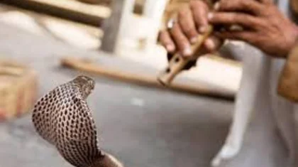 Шоу с кобрами на курорте Египта привело к гибели туриста