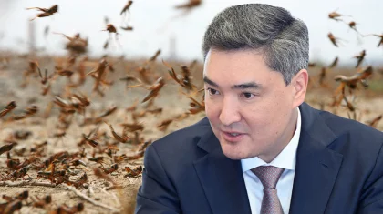 Подготовка к сезону саранчи: Бектенов поручил усилить защиту посевов