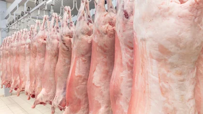 Казахстан готов экспортировать в Турцию мясную продукцию по стандарту «халяль»