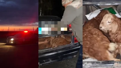 Мужчина украл у соседа четырех баранов и спрятал их в багажнике в ВКО (ВИДЕО)