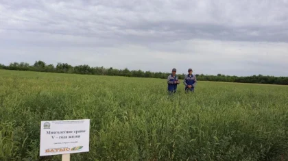 Пастбища станут продуктивнее: казахстанские ученые разработали уникальную технологию