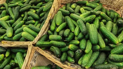 Шесть тонн огурцов из России не пропустили через границу Казахстана: названа причина