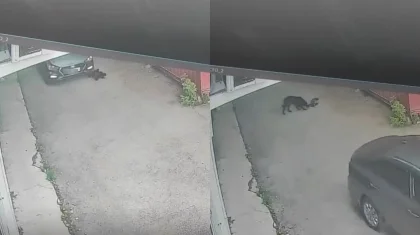 Водитель Hyundai насмерть переехал двух щенков во дворе жилого дома в Караганде