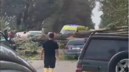 Дерево рухнуло на два автомобиля в Алматинской области: пострадавших доставили в больницу (ВИДЕО)