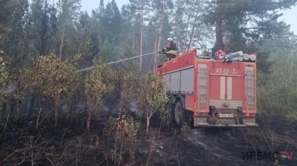 Лесной пожар произошел в резервате «Ертіс орманы» в Павлодарской области