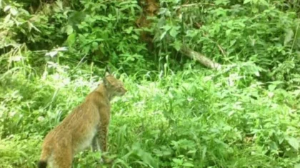 Редкая рысь показалась на камеру в Иле-Алатау: кадры