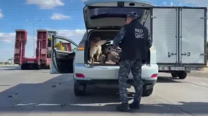 Около 550 кг наркотиков изъяли из оборота с помощью служебных собак в Казахстане