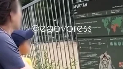 Женщина бросала камни во львов при детях в зоопарке Алматы