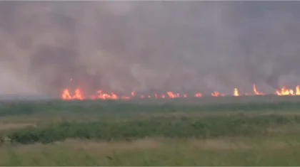 Лесной пожар в «Семей орманы» потушили спустя 12 дней