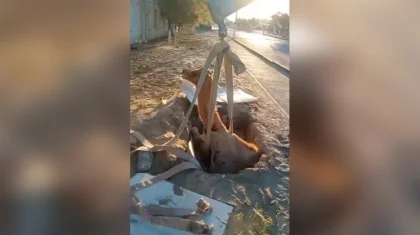 Упавшего в колодец верблюда спасли в Аральске (ВИДЕО)