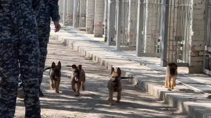 Мама искала пропавших, а папа - наркотики: 4 щенят пополнили ряды служебных собак в Астане