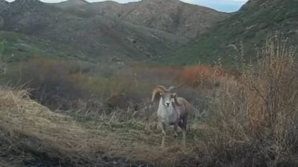 Архары устроили «фотосессию» в горах Тарбагатая (ВИДЕО)
