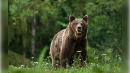 Медведь напал на человека возле заповедника в ВКО