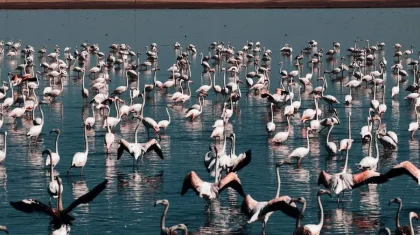 40 млн кубометров воды сбросили в Коргалжынский заповедник для спасения фламинго