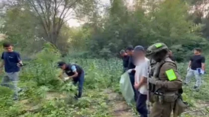 881 куст наркосодержащих растений обнаружили у мужчины в Карасайском районе (ВИДЕО)