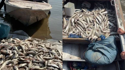 264 кг рыбы изъяли у двух мужчин на Шардаринском водохранилище: кадры
