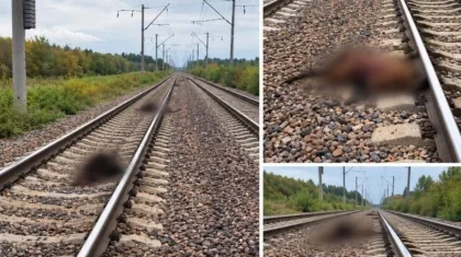 Стадо вышло на пути перед поездом в Акмолинской области
