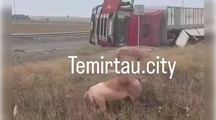 Грузовик со свиньями опрокинулся на трассе под Темиртау (ВИДЕО)