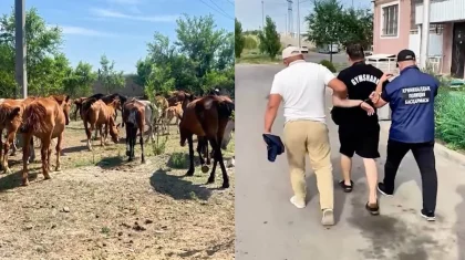 Отца и сына подозревают в краже 77 лошадей в Акмолинской области (ВИДЕО)