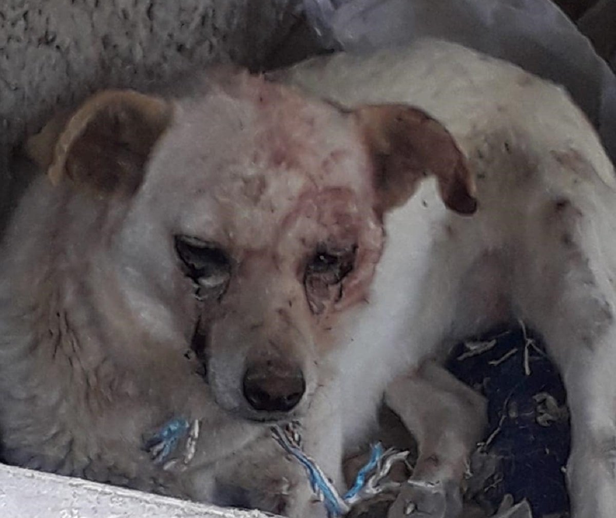 Женщина била топором собаку на глазах у детей в Алматинской области