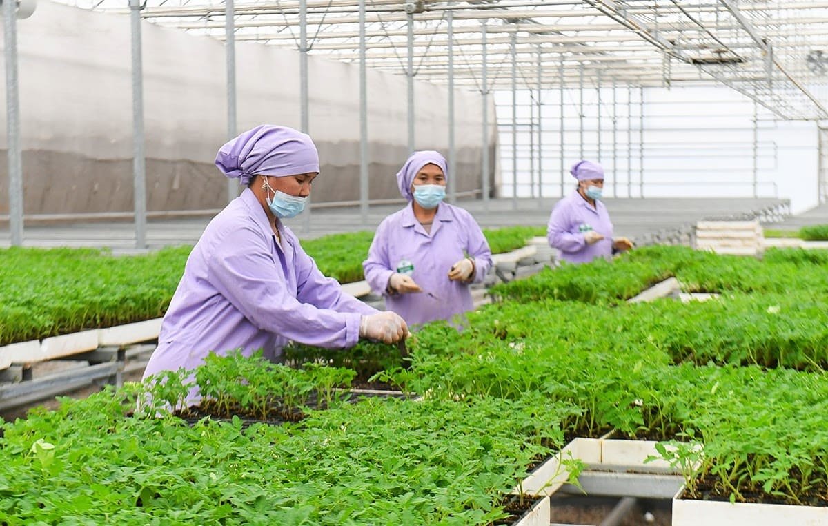 Что производит «продовольственный пояс» Туркестана?